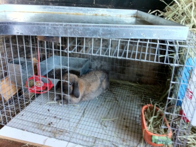 Elbo lounging like a king while I clean his cage.