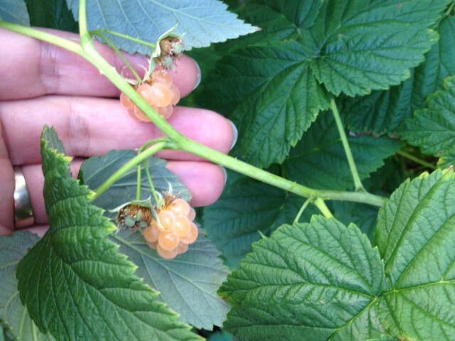 I’ve eaten most of them but our raspberry bush has really good light colored berries